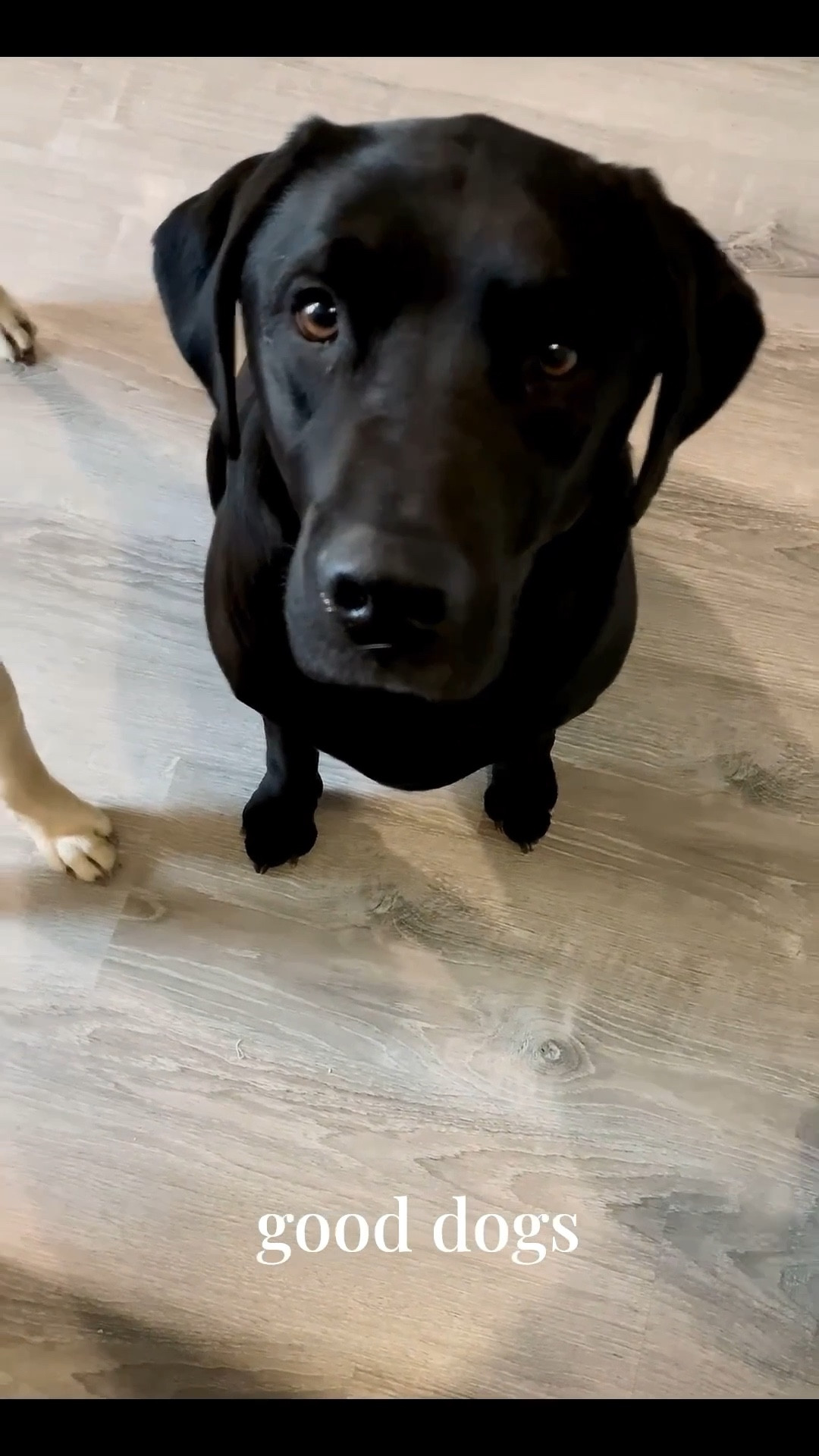 Christmas 
Family 
Pets 
Holiday Party 🐾

#LTKSeasonal #LTKHoliday #LTKdayinmylife