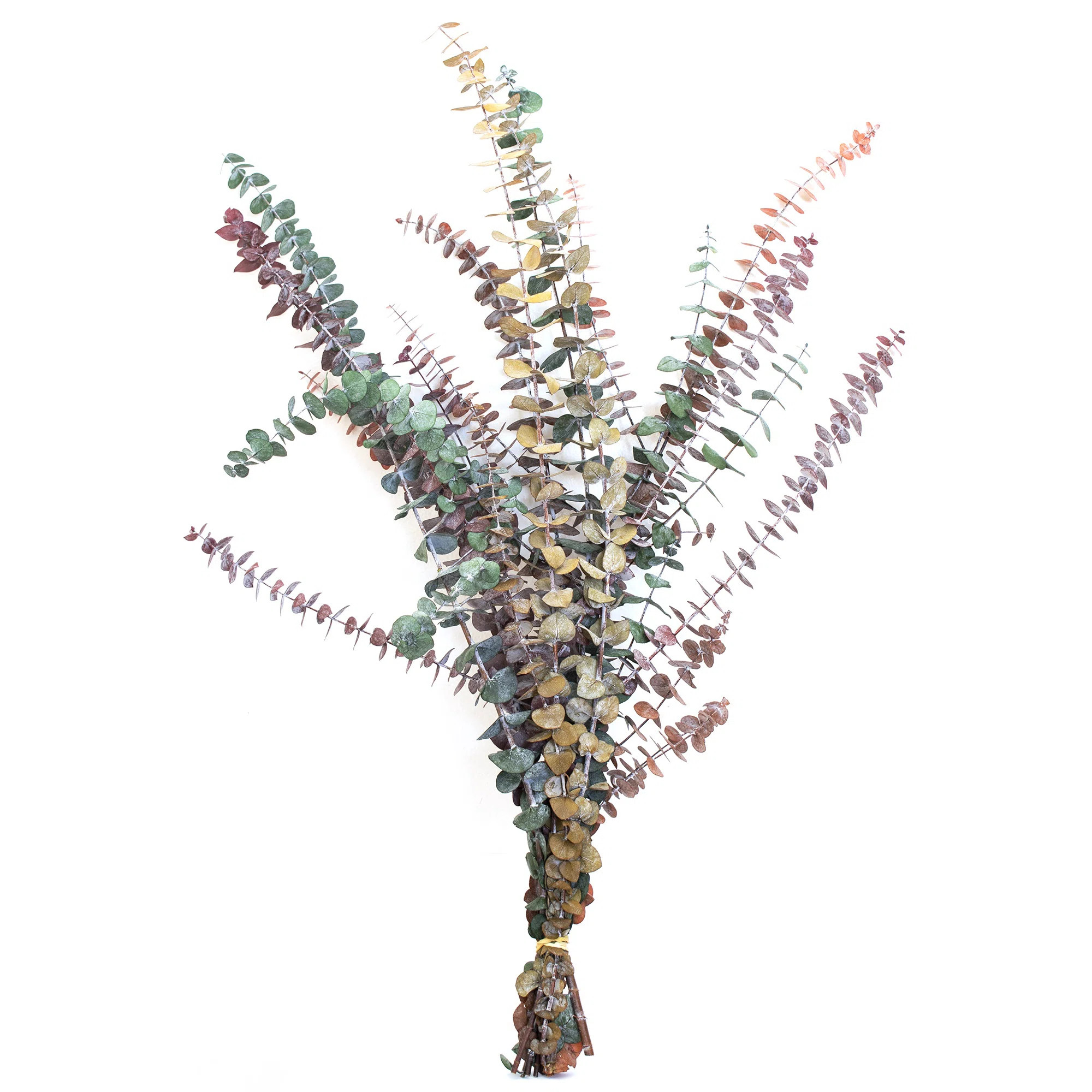 30'' Branch | Joss & Main