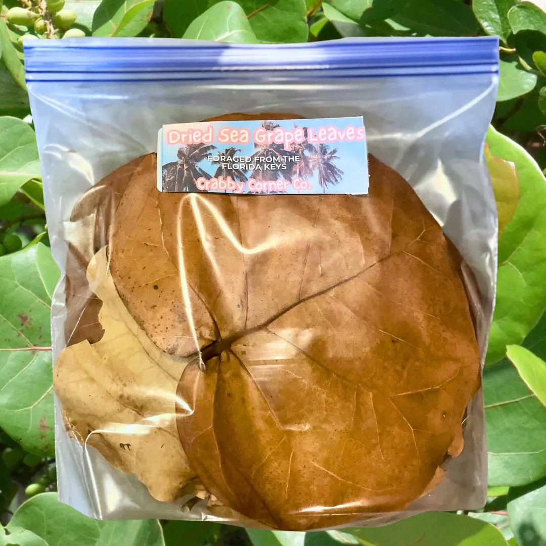 Sea Grape Leaves From the Florida Keys | Hermit Crab, Reptile and Isopod Foraging Leaf Litter - E... | Etsy (US)