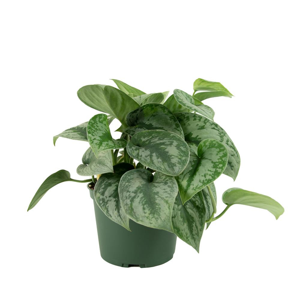 national PLANT NETWORK 6 in. Devil's Ivy Silver Satin Pothos Plant in Grower Pot-HD7207 - The Hom... | The Home Depot