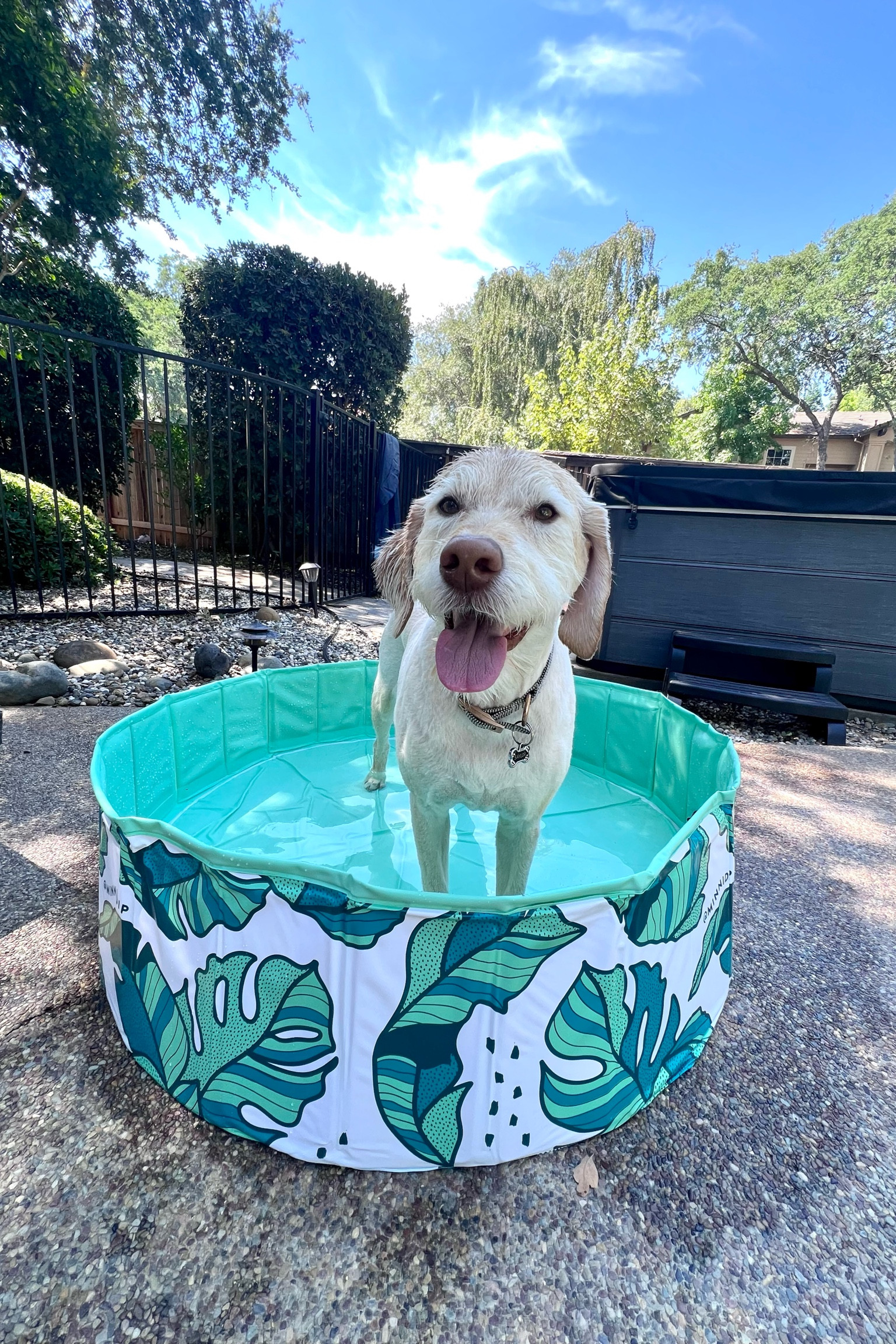 Pup Pool for the win! 
We are going through a heat wave so I bought my dogs the super cute dog swimming pool and it’s great because it is foldable and non-inflatable. You do not have to blow it up.

Dog pool | dog swimming pool | the  pup dip | target dog

#LTKSeasonal #LTKhome #LTKFind