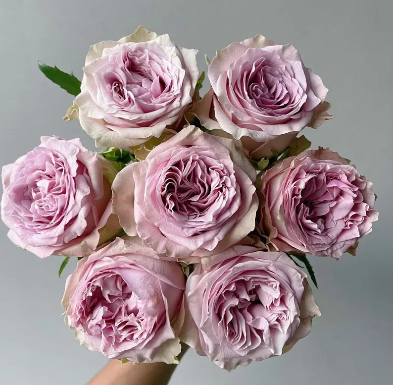 Rose “Retro Love" Florist Rose Live Plant | Etsy (US)