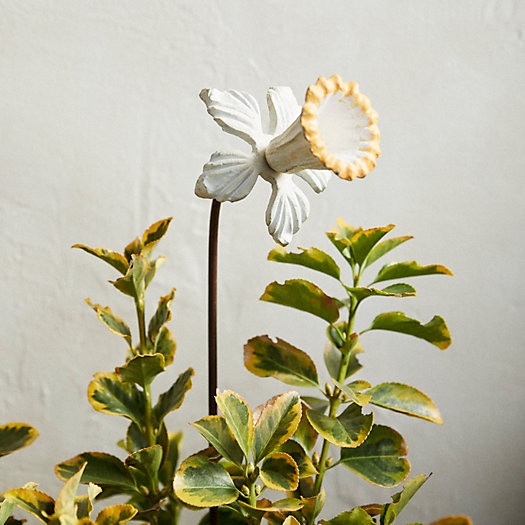 Daffodil Iron Stake | Terrain