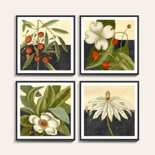 Botanical Series Art | Ballard Designs, Inc.