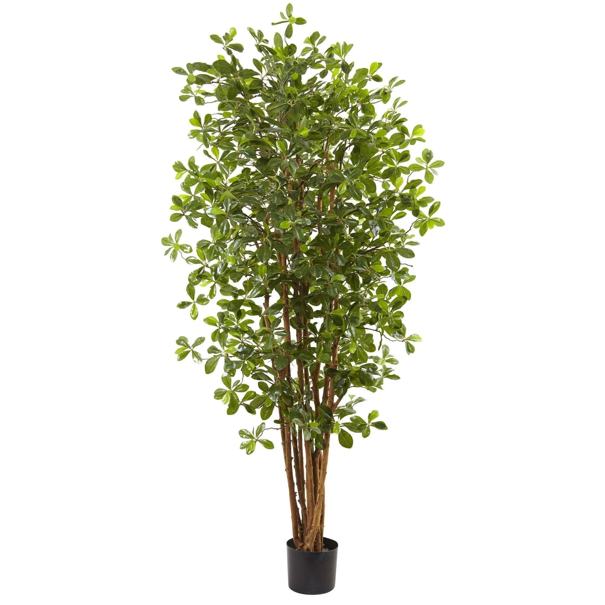 6’ Black Olive Silk Tree | Nearly Natural | Nearly Natural