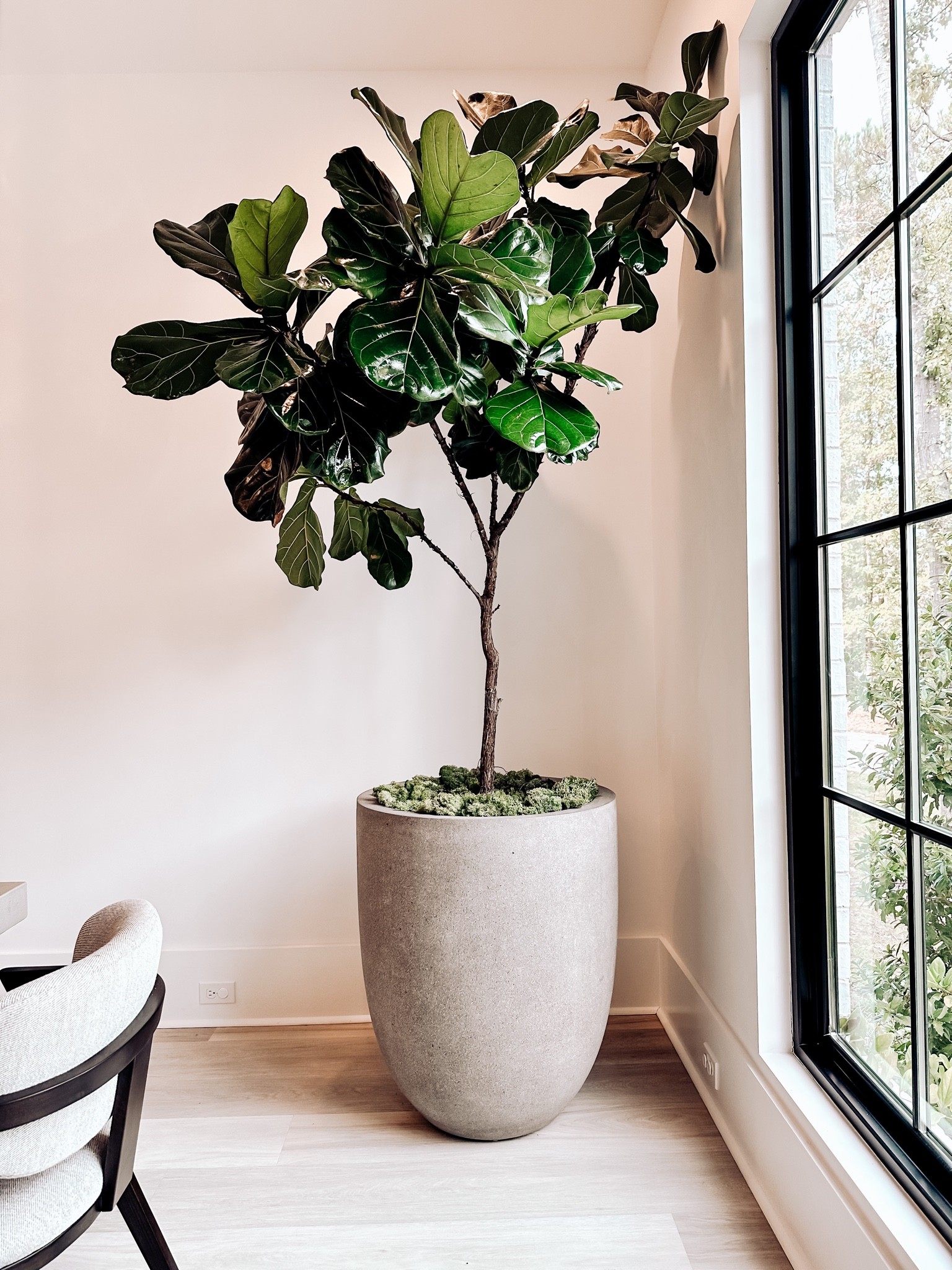 Planters Lowes Moss Amazon Home Decor Fiddle leaf fig

#LTKhome