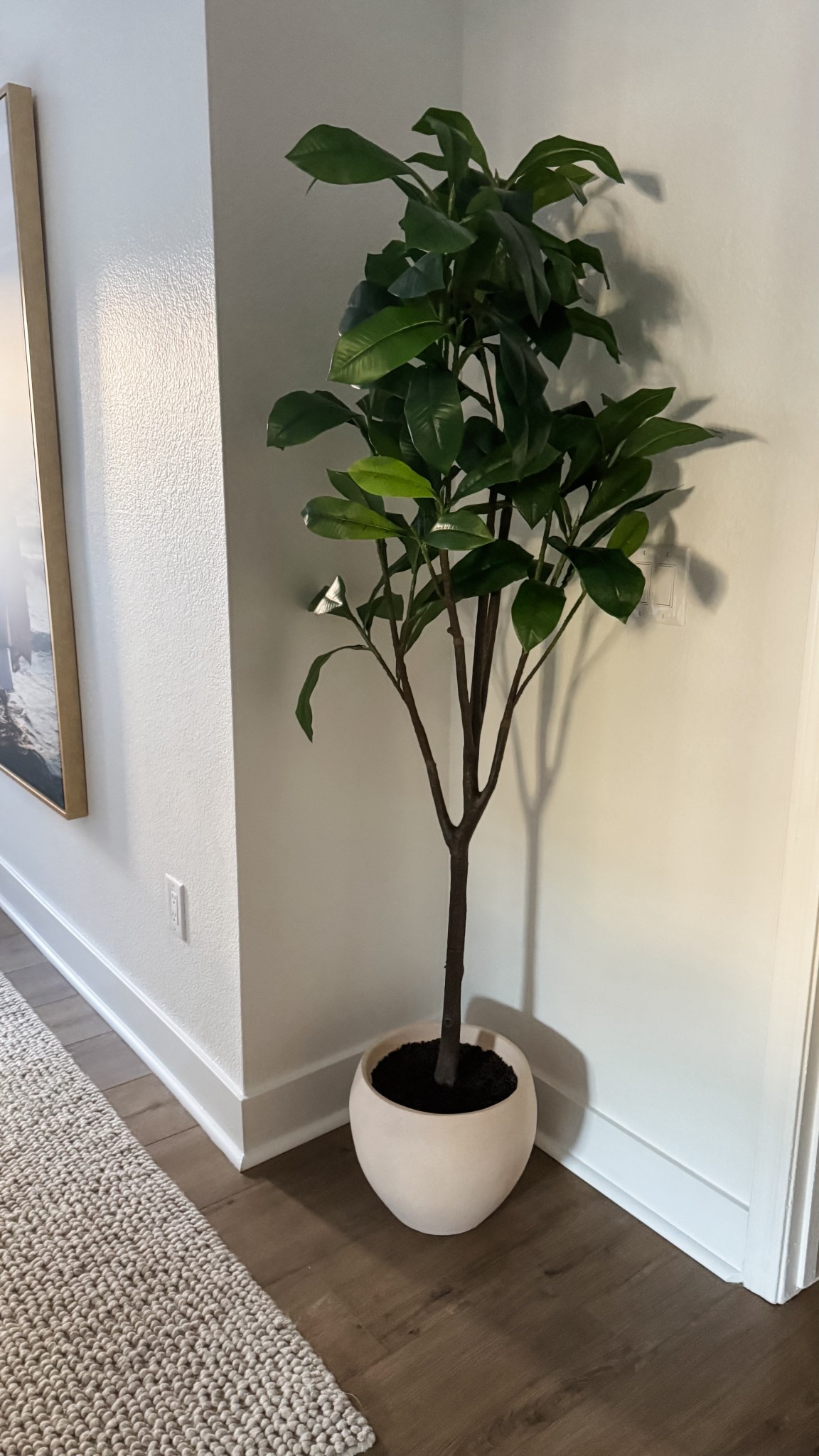 Such a pretty tree if you need to bring in some greenery!🌱

#LTKHome