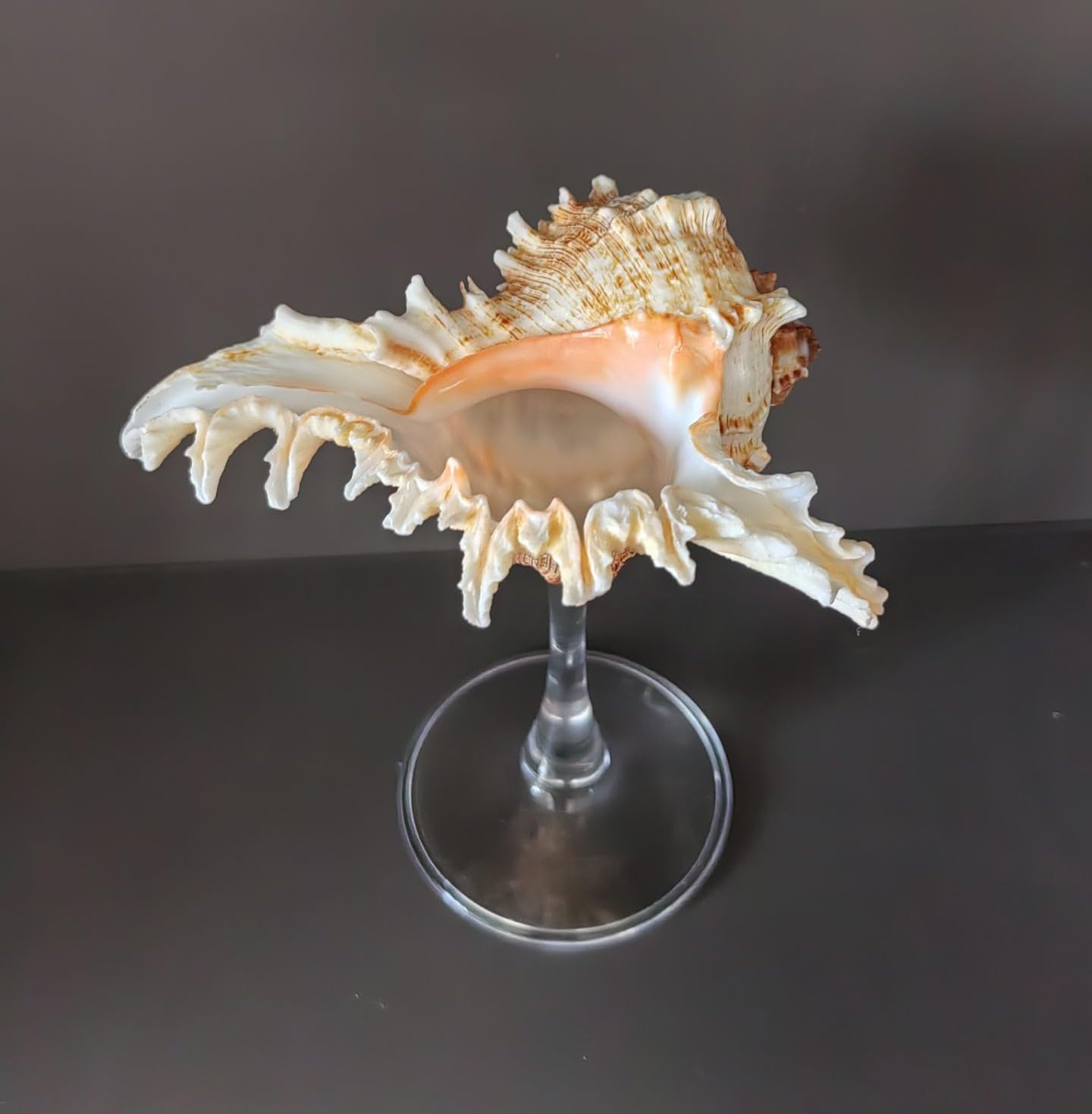 DOCLY&WOPL Handmade Seashell Stemware Shell Glass Conch Cup Martini Glasses Cocktail Party Beach ... | Amazon (US)