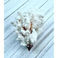 Natural Coral-Coral Cluster-Real Beach Decor-Coral Supplies-Beach Wedding Decor-Beach Home Decor-Sea Life Supply-Coral | Etsy (US)