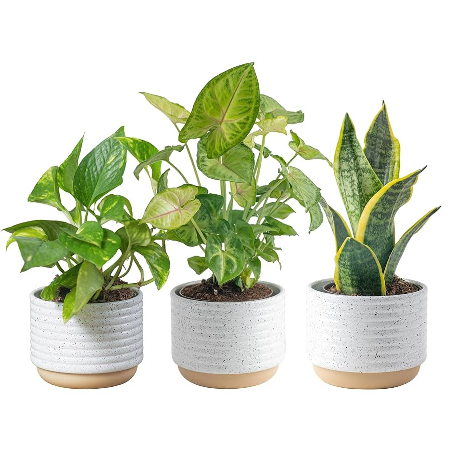 Costa Farms Live Plants (3 Pack), Easy to Grow Real Indoor Houseplants, Air Purifying Plants, Gro... | Amazon (US)