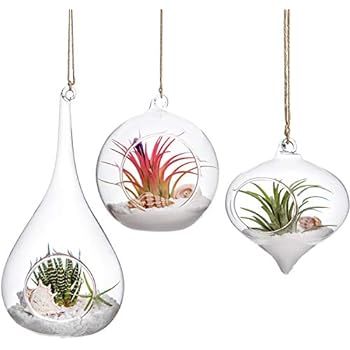 Mkono 3 Pack Glass Hanging Planter Air Fern Holder Terrarium Plants Hanger Vase Home Decoration f... | Amazon (US)