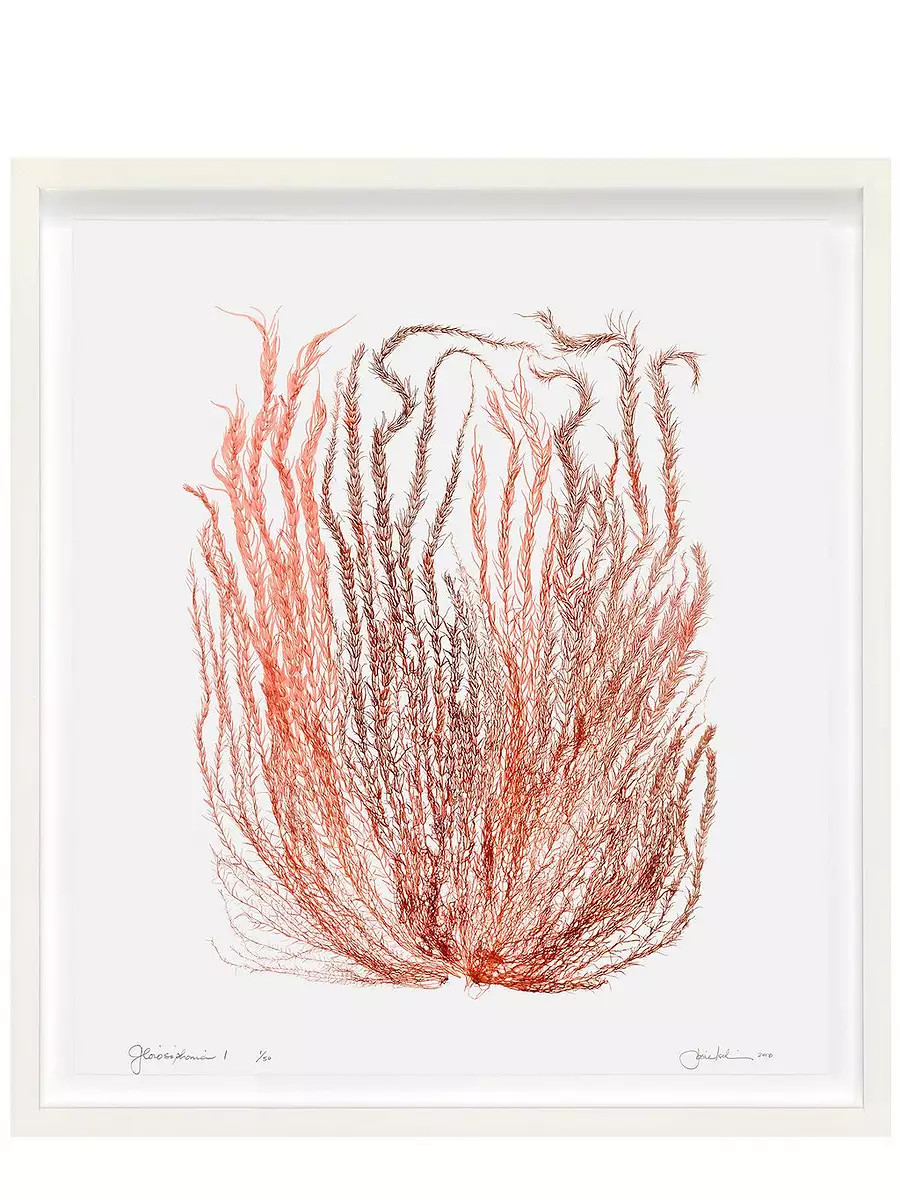 "California Seaweed: Gloiosiphonia I" by Josie Iselin | Serena and Lily