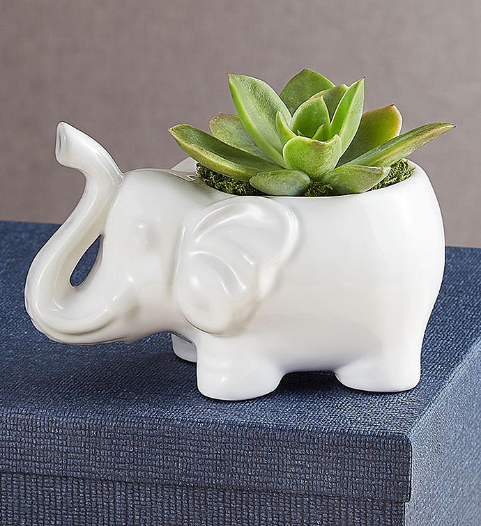 1-800-Flowers Plant Delivery Safari Animal Succulents Elephant | 1800flowers.com