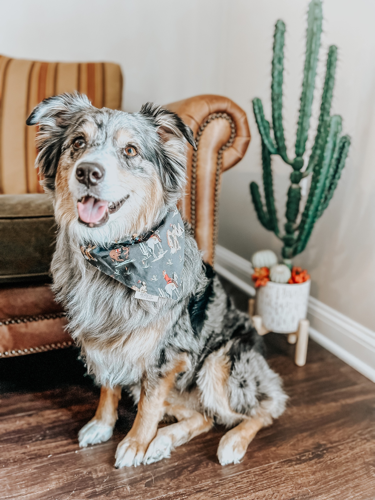 Dog accessories, cowdog, western fashion, dog bandanas

#LTKSeasonal #LTKFind #LTKstyletip