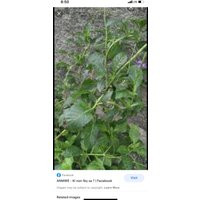 Fey Vevenn Sèche | Etsy (US)