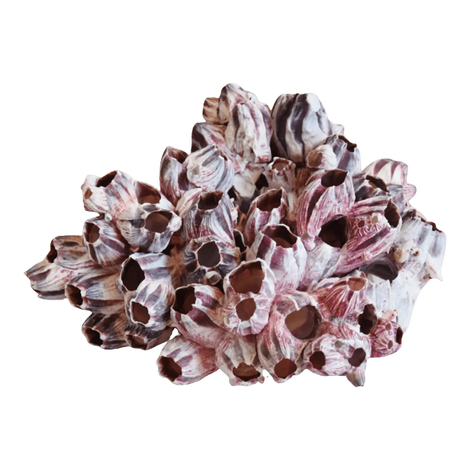 Large Nautical Coastal Seashell Barnacle Cluster Specimen | Chairish