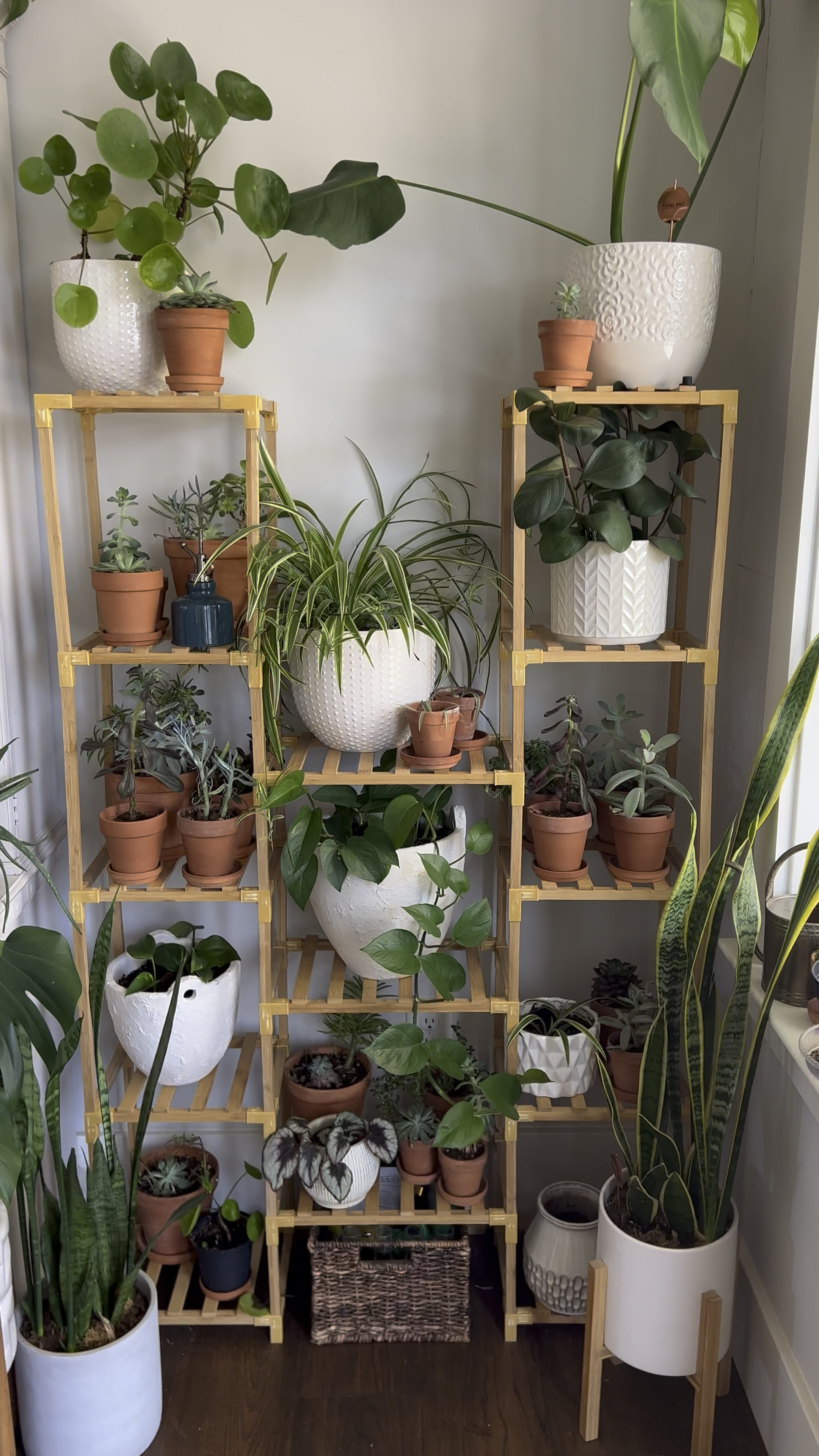 My plant stand is still going strong! I love this thing when I have to bring my plants in from the cold during the winter! It holds a lot and reminds me that I’m good plant mama😍🥰 in the warmer months I use it on my back patio to store outdoor things and pool towels and accessories! 

#LTKHome #LTKStyleTip #LTKSeasonal
