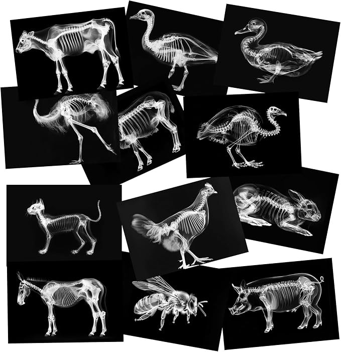 Animal X-Ray Set, Educational Science Kit, Light Table Accessory for Children (Farm Animals) | Amazon (US)