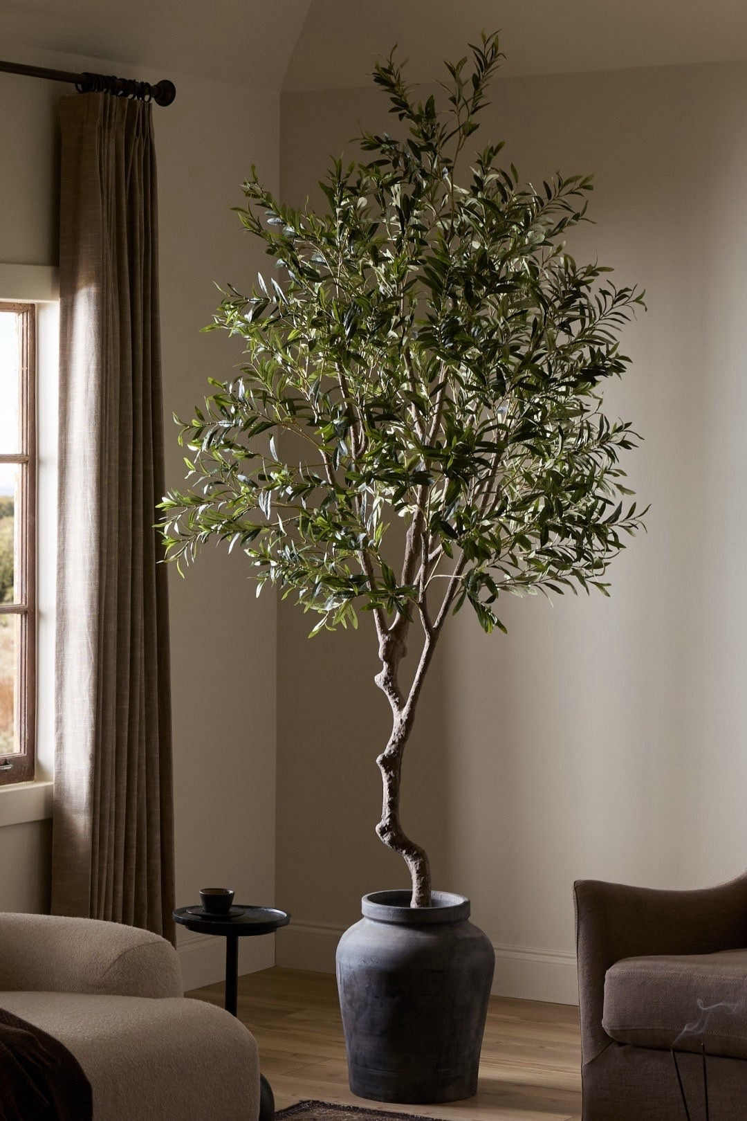 My favorite olive trees!