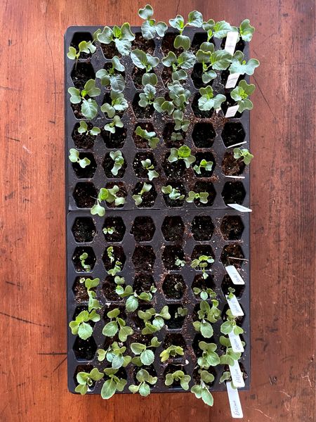 Starting Garden Seeds

Today I’m sharing our favorite supplies for starting garden seeds including grow lights, warming mats and more.


#LTKSpringSale #LTKhome #LTKSeasonal