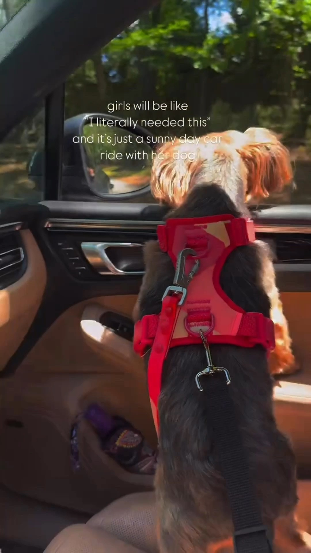 Our favorite dog harnesses and leashes from Maxbone. Save 10% at Maxbone.com with code LINDSEYANDCOCO10.

Scroll to shop 

#LTKPet

#LTKTravel #LTKdayinmylife