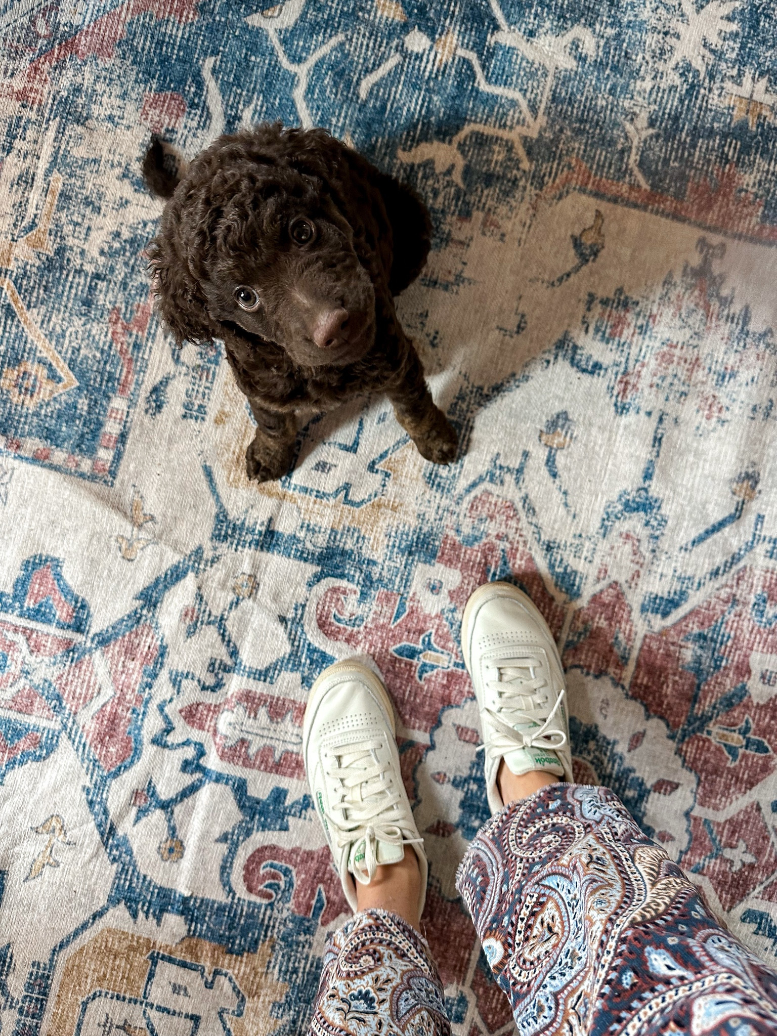 Amazon rug
Reebok club sneakers 

#LTKshoecrush #LTKfindsunder100 #LTKhome