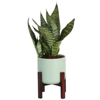 Costa Farms Sansevieria Laurentii Indoor Snake Plant in 6 in. Mid Century Modern Planter, Avg. Sh... | The Home Depot