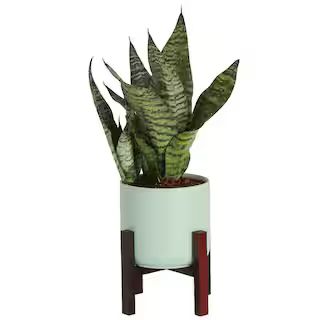 Costa Farms Sansevieria Laurentii Indoor Snake Plant in 6 in. Mid Century Modern Planter, Avg. Sh... | The Home Depot