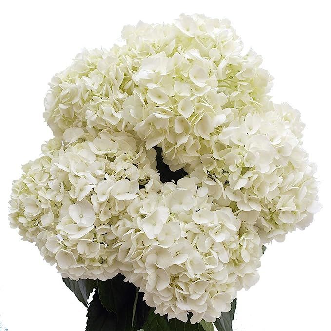 GlobalRose 10 White Hydrangeas- Fresh Flowers | Amazon (US)