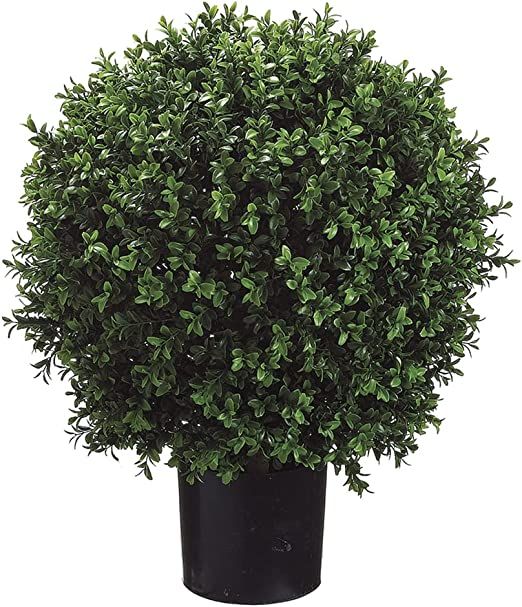 Set of 2 - Pre-Potted 24" High Ball Shaped Boxwood Topiary- 16" Diameter - Plastic Pot | Amazon (US)