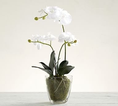 Faux Orchid in Glass Vase | Pottery Barn (US)