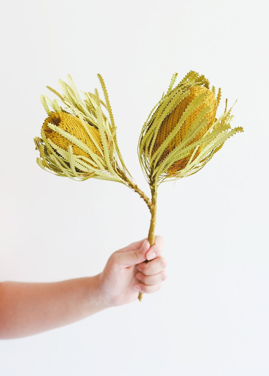 Pack of 2 - Dried Yellow Banksia with Leaves | Afloral (US)