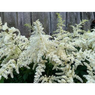 1 gal. Bridal Veil Astilbe Flowering Shrub (2-Pack) – Shade-Loving Plants with Feathery White Plumes | The Home Depot