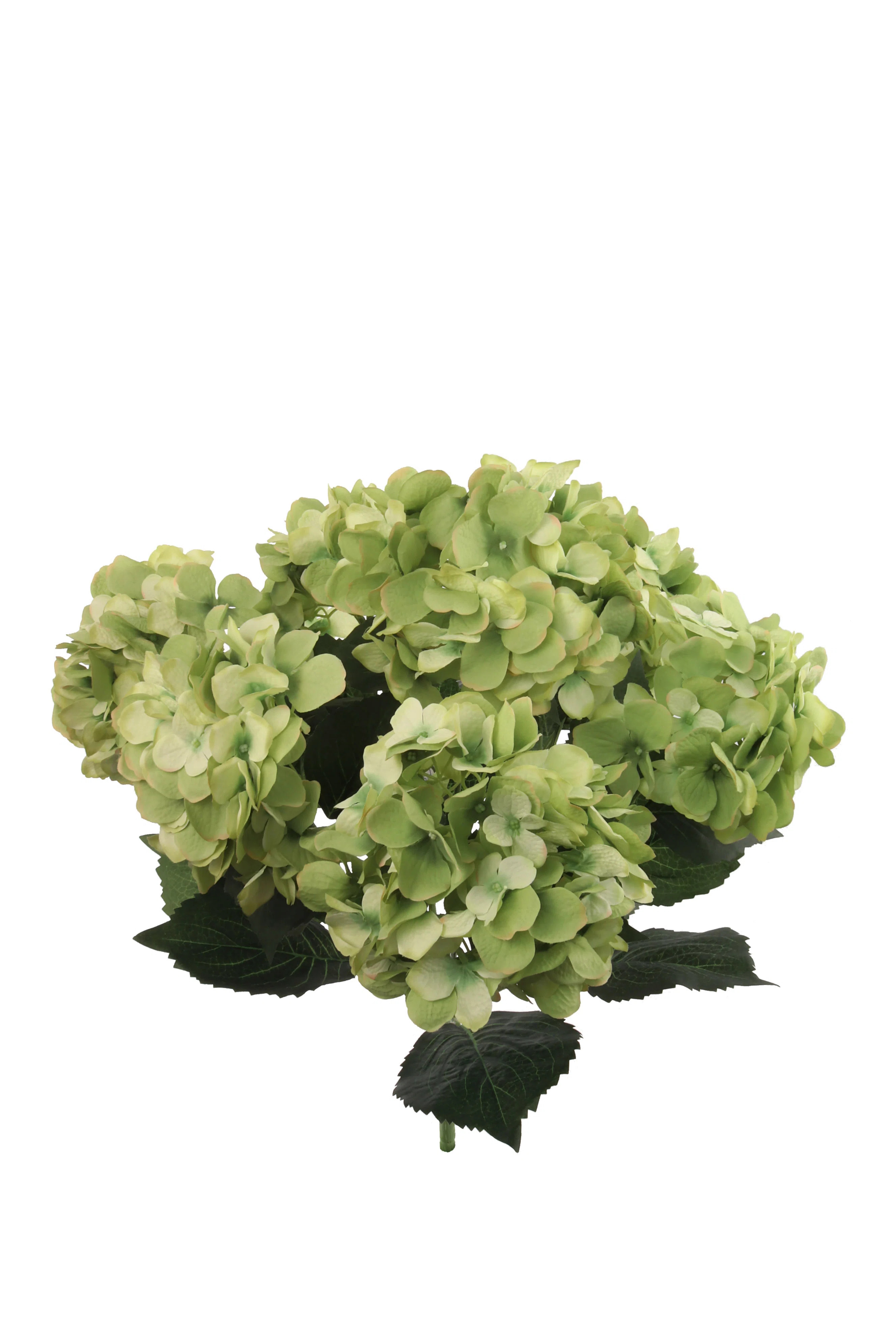 Hydrangea Bush | Wayfair North America