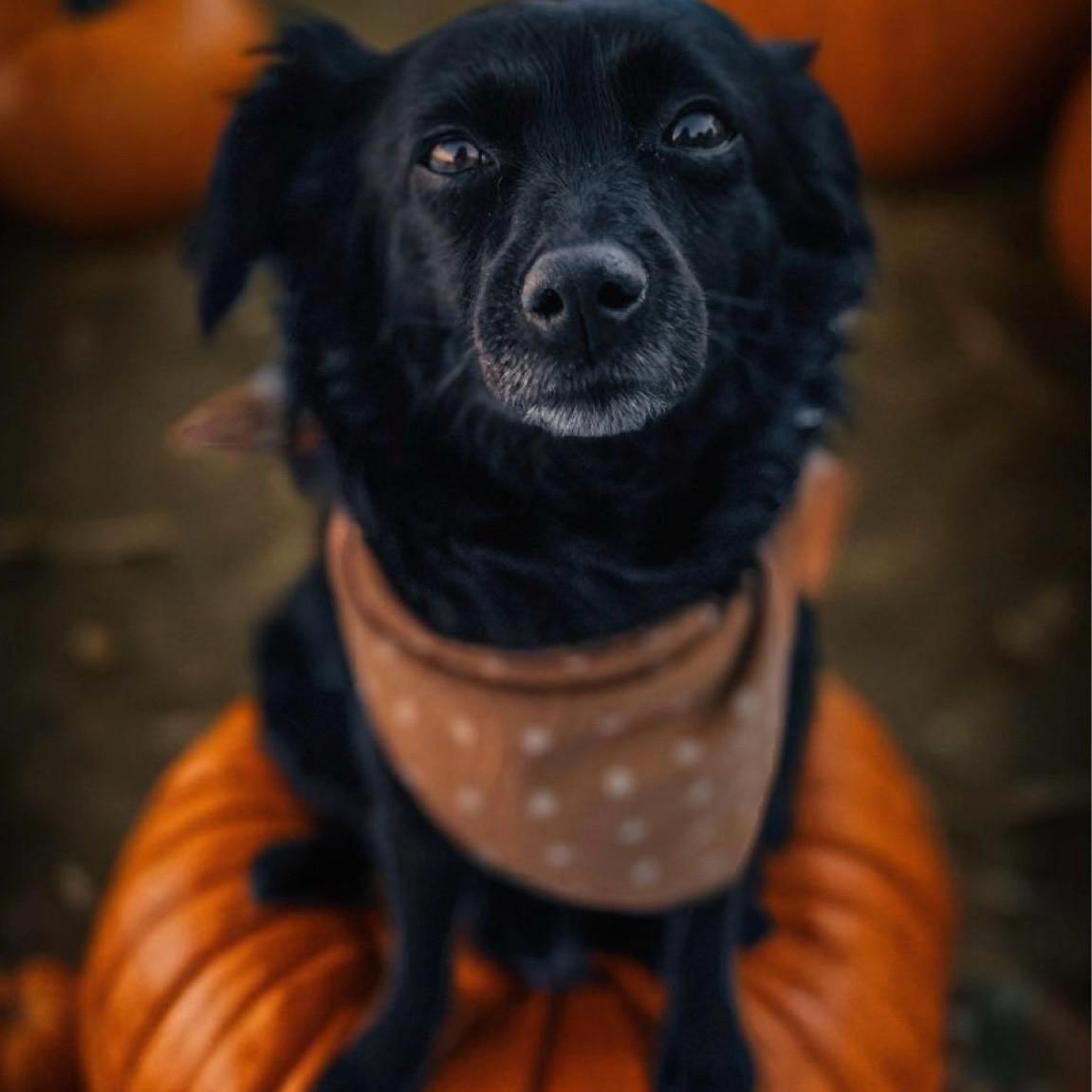 Favorite Fall Dog Scarves