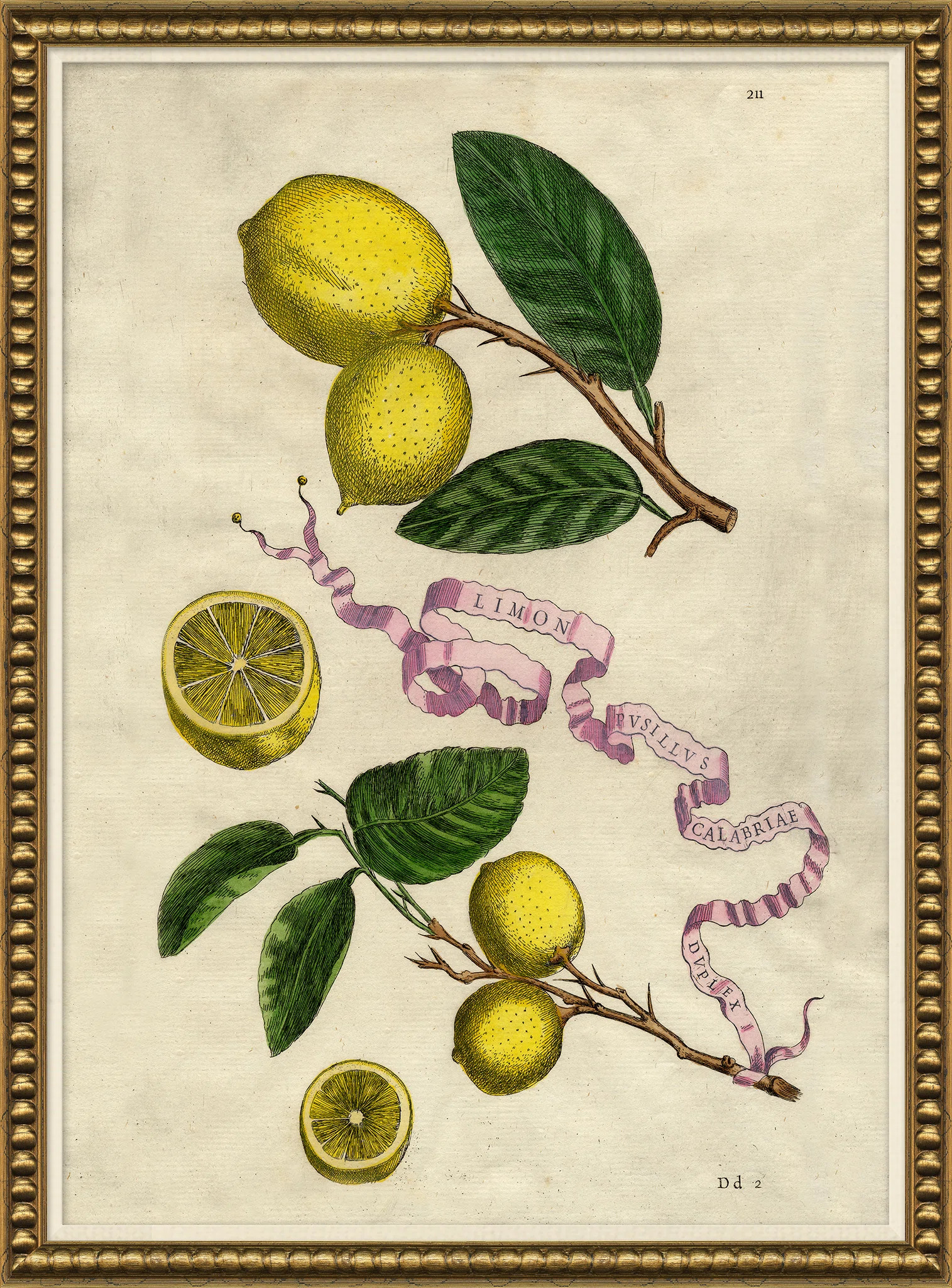 Soicher Marin 'Lemons and Ribbons' Picture Frame Drawing Print | Wayfair | Wayfair North America