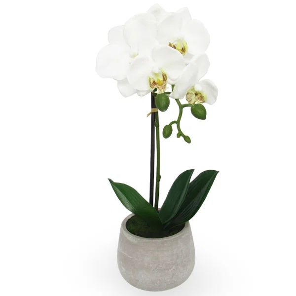 Phalaenopsis Orchids Floral Arrangements in Pot | Wayfair North America