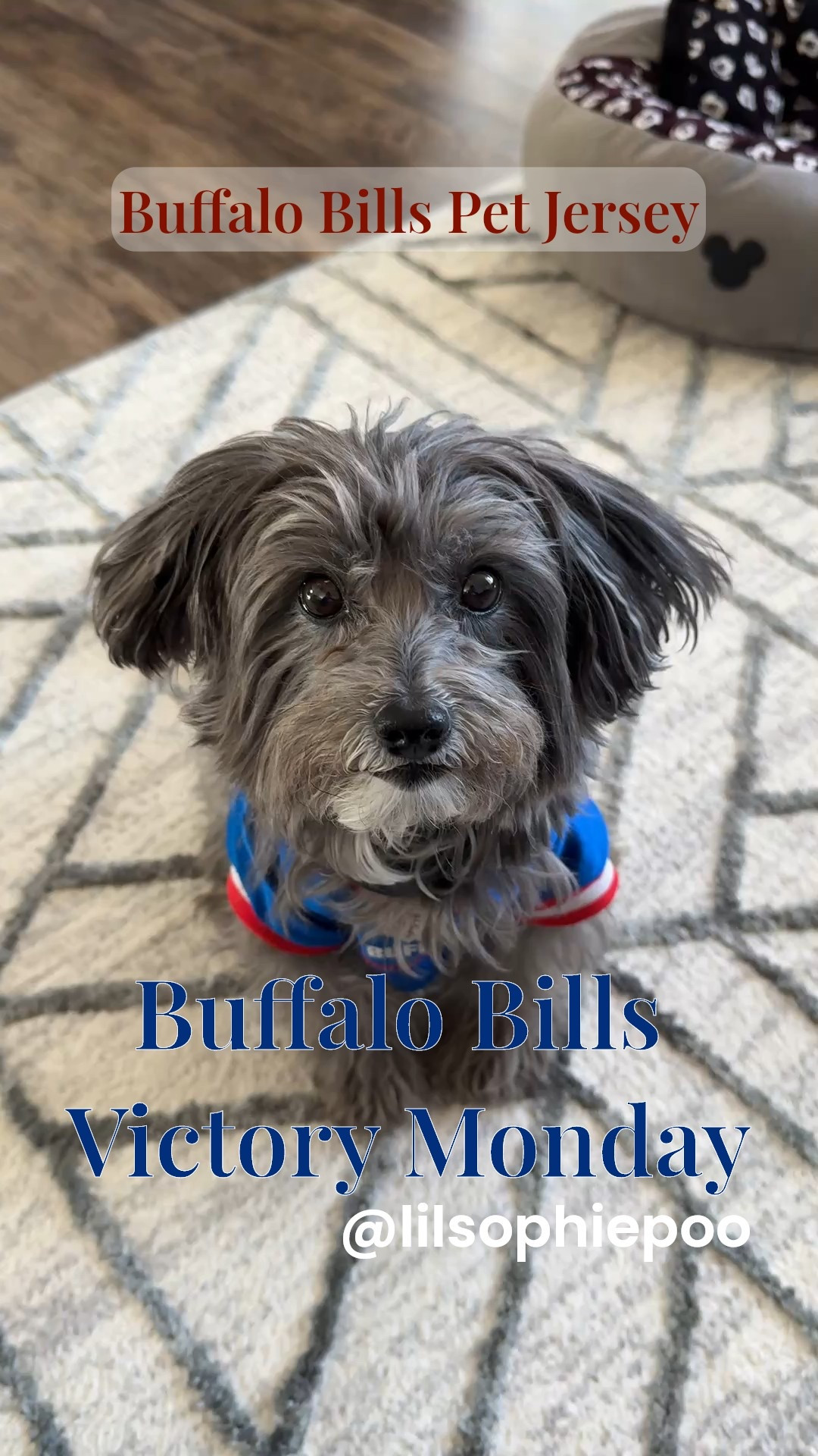 Celebrate Victory Monday with a new pet jersey for your best friend! Sophie has been wearing this jersey since we rescued her in 2019 and while we have a few others we always end up on game day wearing  it.

Buffalo Bills dog Jersey, pet clothes, NFL Jersey, Bills Mafia, Bills Muttfia, Go Bills, football jersey, Buffalo Bills, Buffalo 

#LTKPets

#LTKGiftGuide #LTKootd