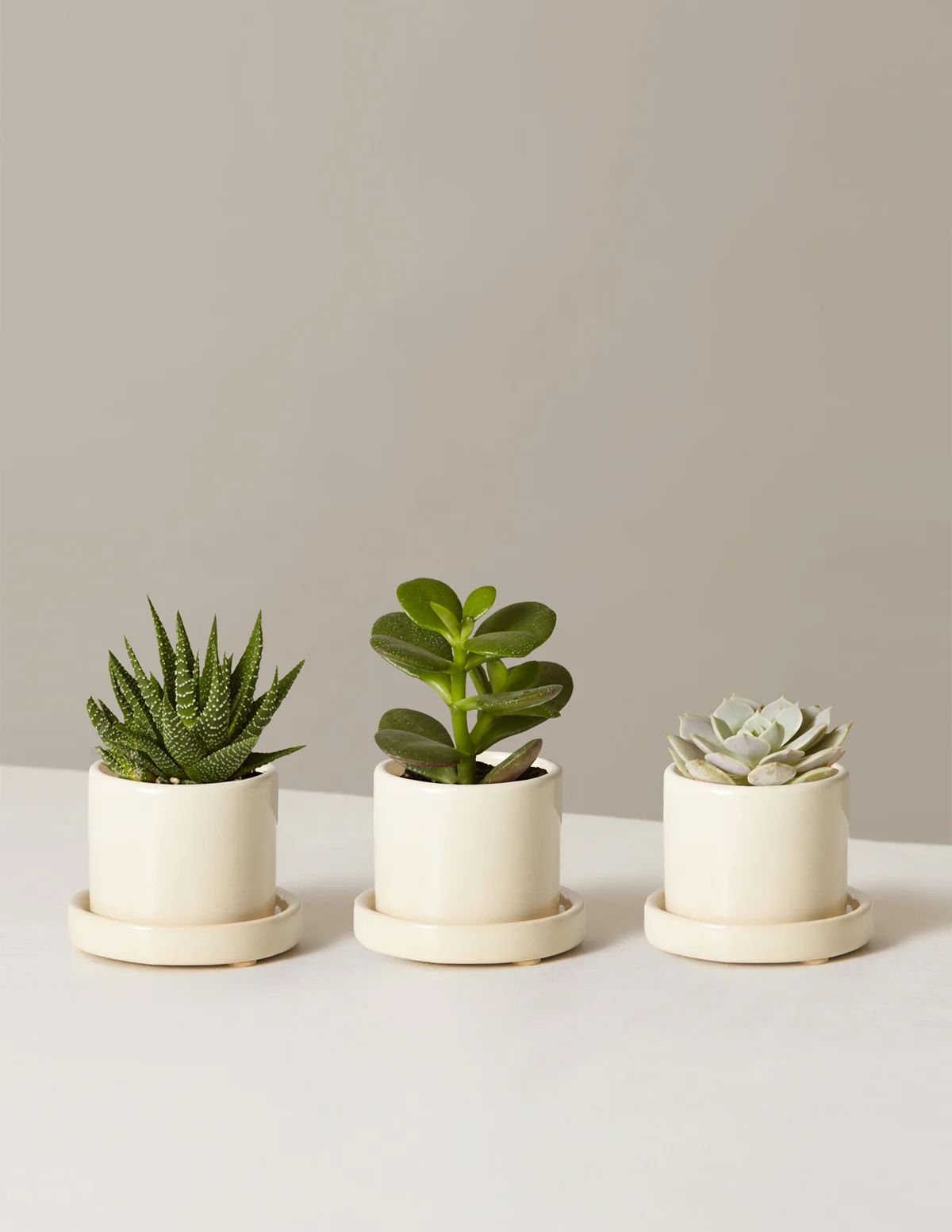 Succulent Assortment with Planters
    $98 | The Sill