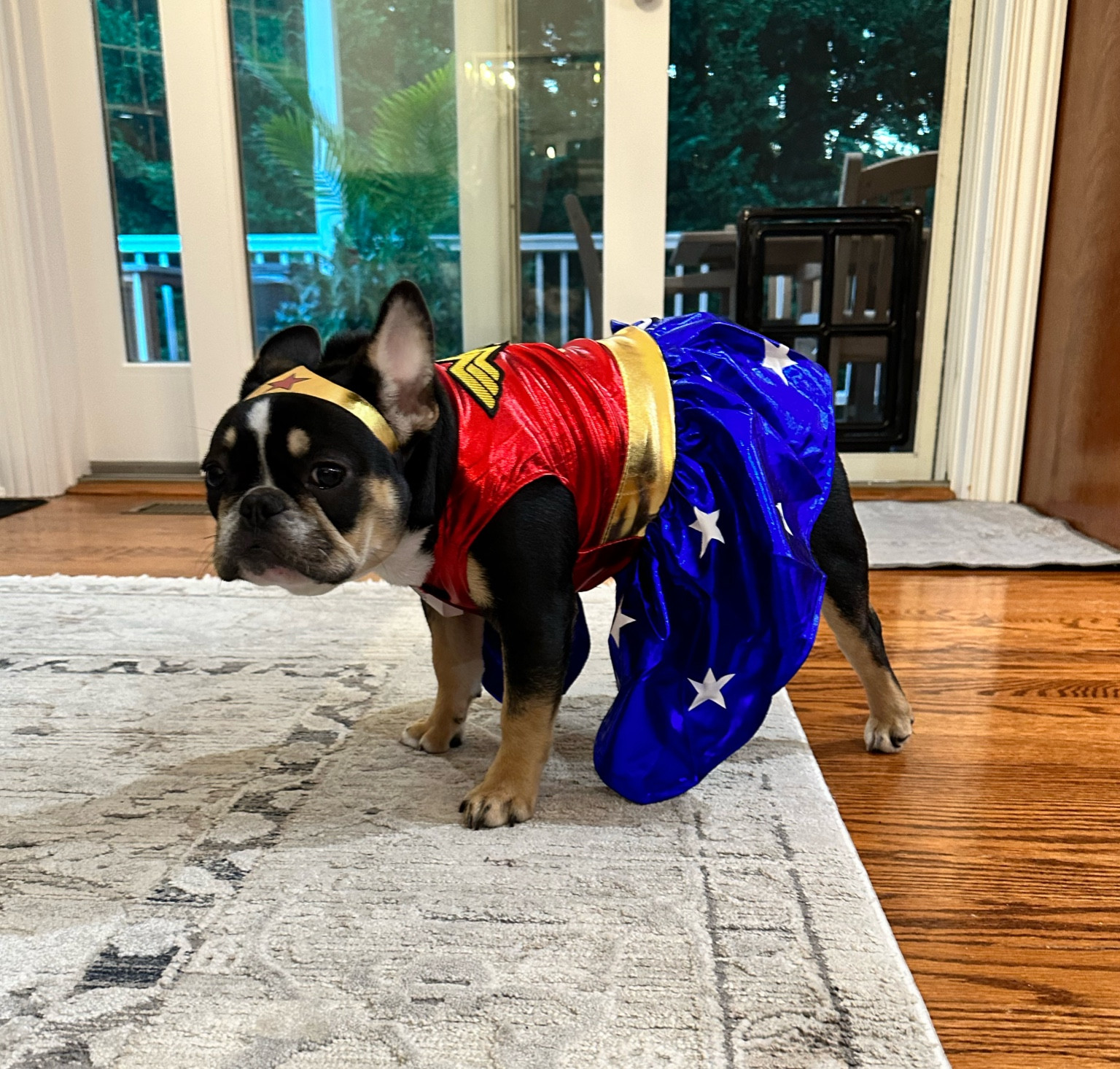 Lola’s first Halloween 🐶 🎃 

#LTKfindsunder50 #LTKHalloween #LTKSeasonal