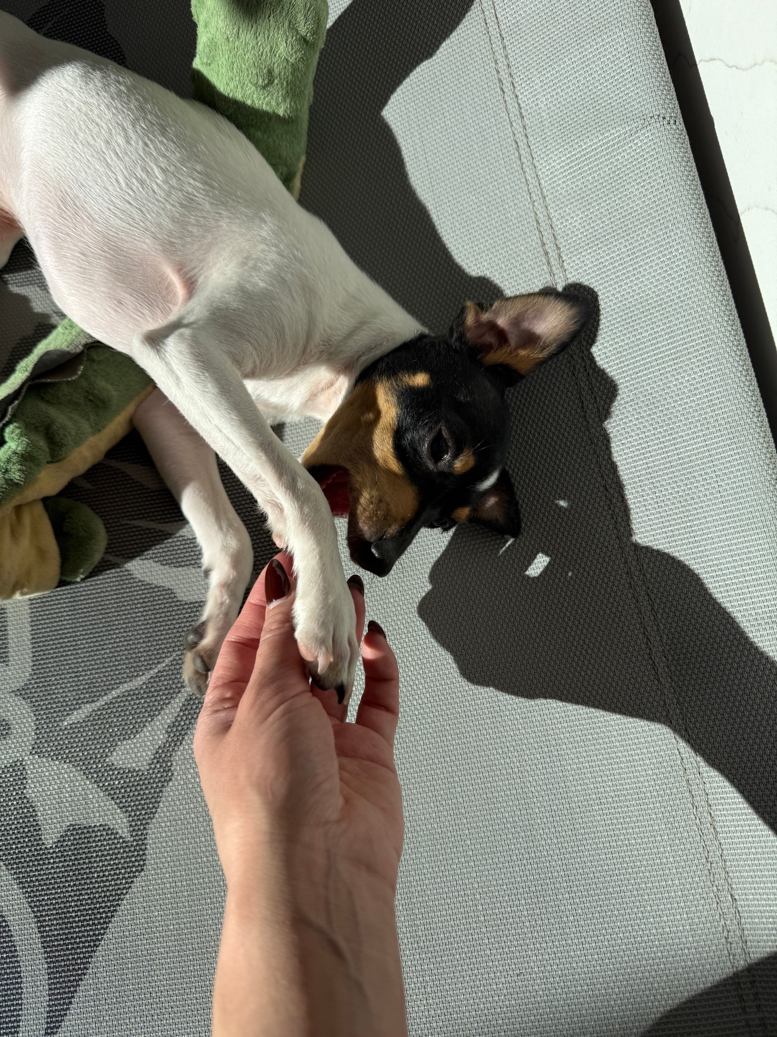 I can’t believe how big Tacho has gotten! Sharing some of the dog essentials we use every day. They love their Lamb Chop toys!

#LTKHome #LTKdayinmylife #LTKmomlife