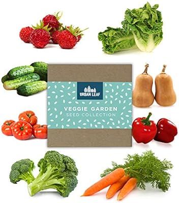 Vegetable Seed Variety Pack for Planting on Your Patio or Urban Garden - Tomato, Bell Pepper, Let... | Amazon (US)