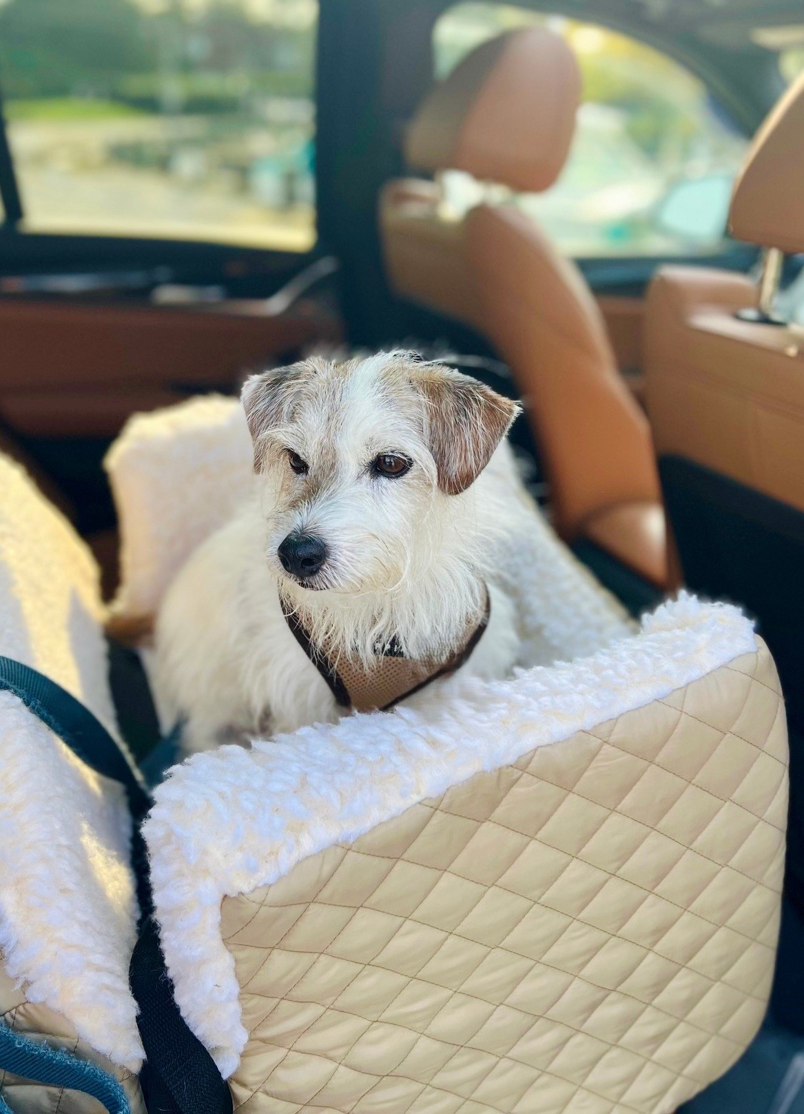 Pet supplies 
Traveling with pets
Dog car seat
Dog gifts
Gift for pet lovers 
Snoozer car seat
Car booster seat
Pet Seat cover for car
Dog harness
Dog car seat
Pet supplies 
Dog gear
When we’re traveling locally we use this booster seat so our pup can look out along with his Puppia dog harness and leash that we loop around the seatbelt. For longer trips, we use a travel crate or sleepypod harness and he wears his whistle gps dog tracker. We also have the Snoozer cozy cave bed and snoozer stairs for our senior pup and we love them! 
Traveling with pets
Dog seat for car
Gifts for pets
Gift for dog lovers
Pet care
Pet travel gear
Snoozer car seat
Amazon pet finds
Gift for dog
Dog collar 
Dog gift
Dog lovers 
Car booster seat for dogs 
Car accessories 
Pet gift 
Travel gift 
Pet car accessories 
Pet essentials 
Pet travel essentials 
Travel dog crate
Folding dog crate 
Dog bed 


#ltkpets



#LTKdayinmylife #LTKGiftGuide #LTKTravel