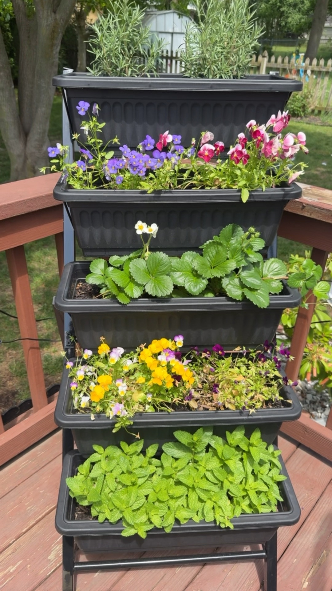 This cocktail garden was the best idea! 

All my plants are thriving & so happy!

#cocktailgarden #gardening #garden