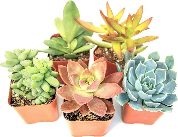 Succulent Plants (5 Pack) Assorted Potted Succulents Plants Live House Plants in Cacti and Succul... | Amazon (US)