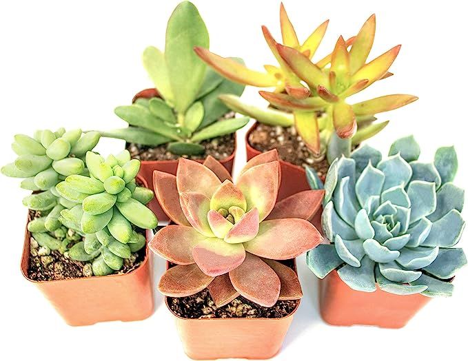 Succulent Plants (5 Pack) Assorted Potted Succulents Plants Live House Plants in Cacti and Succul... | Amazon (US)
