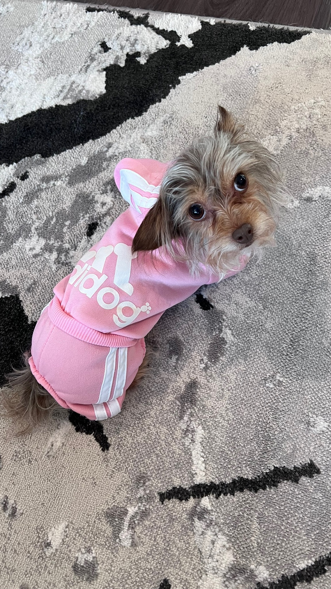 #GRWM #GRWMPetEdition #LTKPet #GRWMPet 🐶🐾🩷

#LTKmomlife #LTKdayinmylife #LTKgrwm