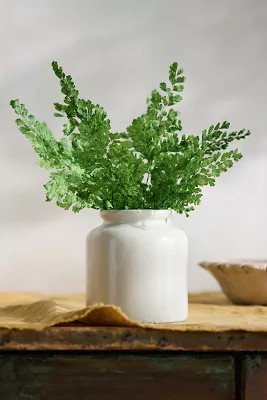 Preserved Maidenhair Fern Bunch | Terrain