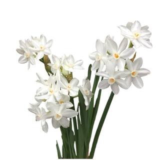 Ziva Paperwhites Narcissus (25-Bulbs) | The Home Depot