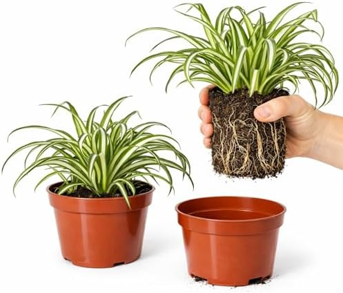 Easy to Grow Spider Plant Variegated 2 Full Size Potted Plants - Large Established Houseplants in... | Amazon (US)